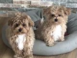 Maltipo Cinsi Yavrular Kahve Tonlu Mini Boy Puppy 