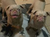 Pug Pi̇nk Plati̇num-Tan Cari̇er
