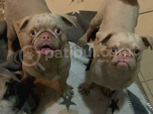 Pug Pi̇nk Plati̇num-Tan Cari̇er görsel