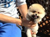Pomeranian Boo Teddy Bear Safkan Beyaz Parti Color
