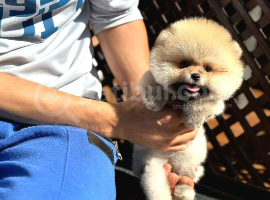 Pomeranian Boo Teddy Bear Safkan Beyaz Parti Color görsel