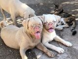 Pug Pi̇nk Plati̇num-Tan Cari̇er