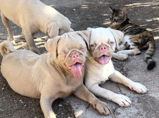 Pug Pi̇nk Plati̇num-Tan Cari̇er görsel