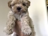Çok Özel Malti̇poo Yavrulari