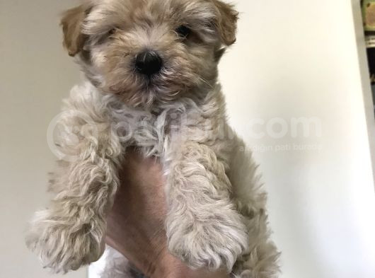 Çok Özel Malti̇poo Yavrulari görsel