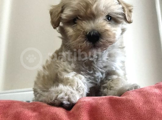 ÇOK ÖZEL MALTİPOO YAVRULARI