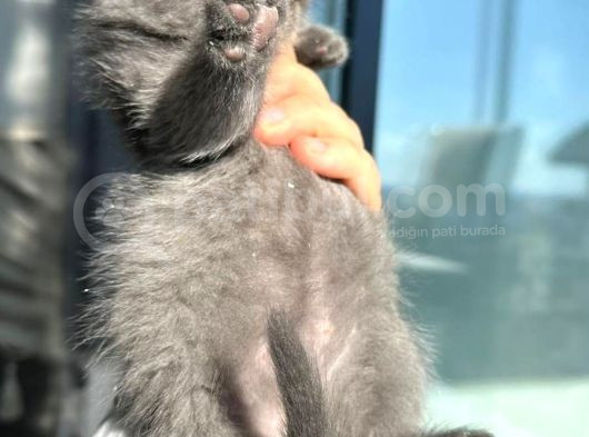 A Kalite British Shorthair Yavrular görsel