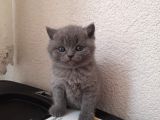 A Kalite British Shorthair Yavrular
