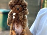 Toy Poodle redbrown apricot orjinal garantili safkan