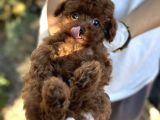 Toy Poodle Redbrown Apricot Orjinal Garantili Safkan