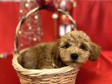Toy Poodle Yavrularımız