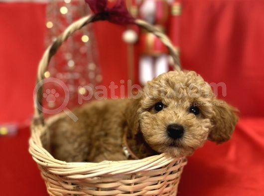 Toy Poodle Yavrularımız görsel