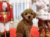 Toy Poodle Yavrularımız