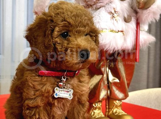 Toy Poodle Yavrularımız görsel