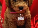 Toy Poodle Yavrularımız
