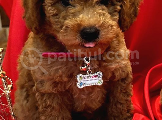 Toy Poodle Yavrularımız görsel