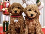 Toy Poodle Yavrularımız
