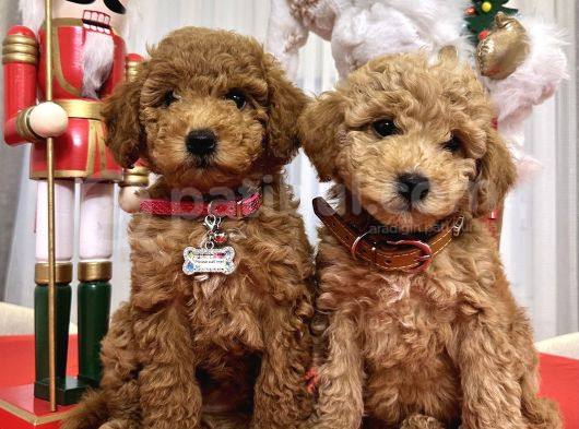 Toy Poodle Yavrularımız