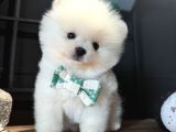 Teddy Bear Efsane Erkek