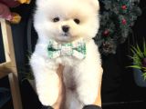 Teddy Bear Efsane Erkek