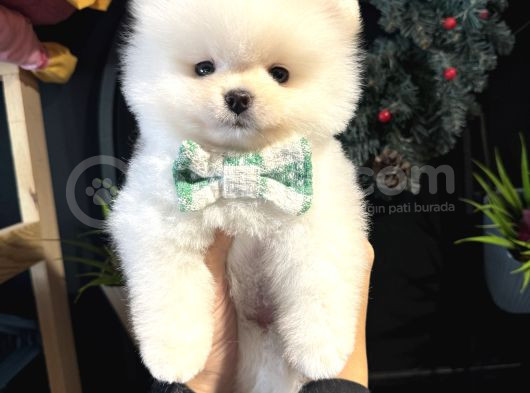 Teddy Bear Efsane Erkek görsel