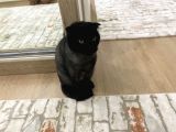 Ücretsiz 3 Yaşında Erkek Kısır Scottish Kedi