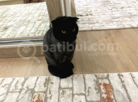 Ücretsiz 3 Yaşında Erkek Kısır Scottish Kedi görsel