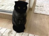 Ücretsiz 3 Yaşında Erkek Kısır Scottish Kedi