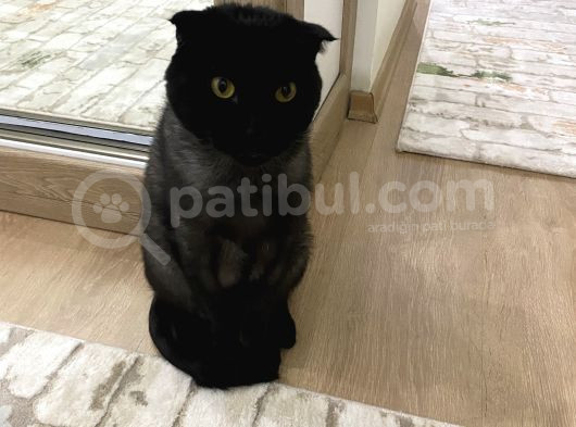 Ücretsiz 3 Yaşında Erkek Kısır Scottish Kedi görsel