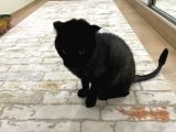 Ücretsiz 3 Yaşında Erkek Kısır Scottish Kedi