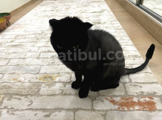 Ücretsiz 3 Yaşında Erkek Kısır Scottish Kedi görsel