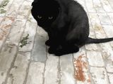 Ücretsiz 3 Yaşında Erkek Kısır Scottish Kedi
