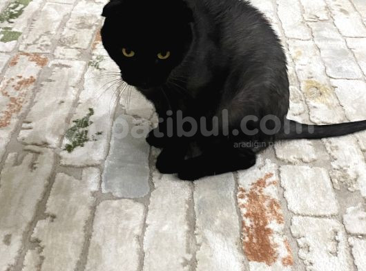 Ücretsiz 3 Yaşında Erkek Kısır Scottish Kedi görsel