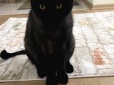 Ücretsiz 3 yaşında erkek kısır scottish kedi