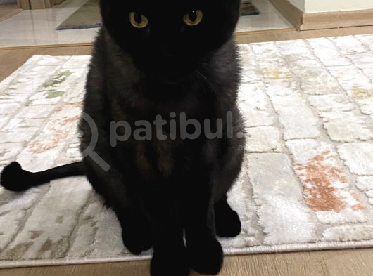 Ücretsiz 3 Yaşında Erkek Kısır Scottish Kedi