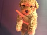 Kıvırcık Maltipoo Yavrum