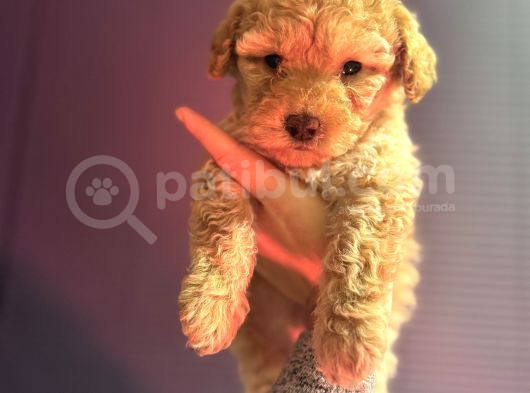 Kıvırcık Maltipoo Yavrum görsel