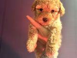 Kıvırcık maltipoo yavrum