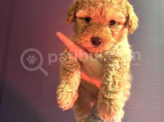 Kıvırcık Maltipoo Yavrum