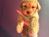 Kıvırcık Maltipoo Yavrum