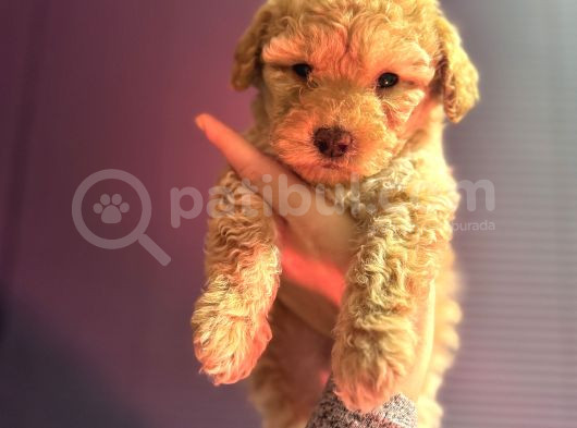 Kıvırcık Maltipoo Yavrum görsel