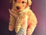 Kıvırcık Maltipoo Yavrum