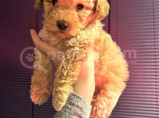 Kıvırcık Maltipoo Yavrum görsel