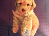 Kıvırcık Maltipoo Yavrum