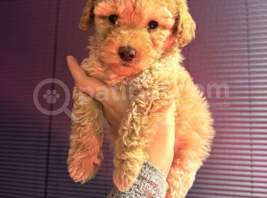 Kıvırcık Maltipoo Yavrum görsel