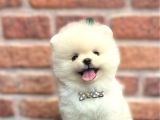 Teddy Bear Efsane Erkek