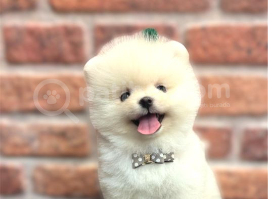Teddy Bear Efsane Erkek görsel