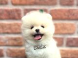 Teddy bear efsane erkek