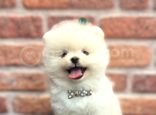 Teddy Bear Efsane Erkek