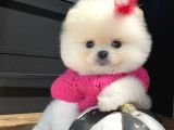 Efsane Üst Düzey Dişi